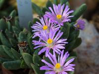 Blüten auf fleischiger Pflanze